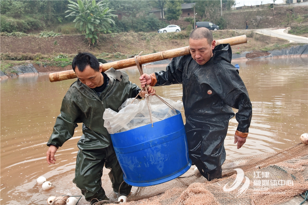 致富鱼卢鱼_致富鱼游出产业振兴路_致富经鱼