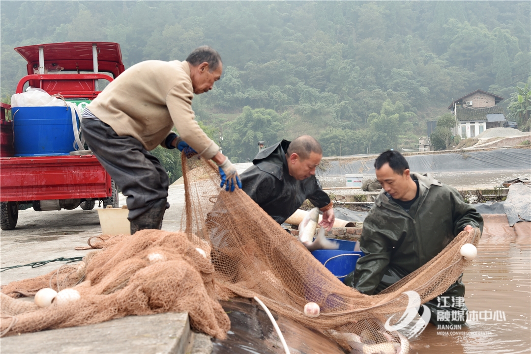 致富经鱼_致富鱼卢鱼_致富鱼游出产业振兴路