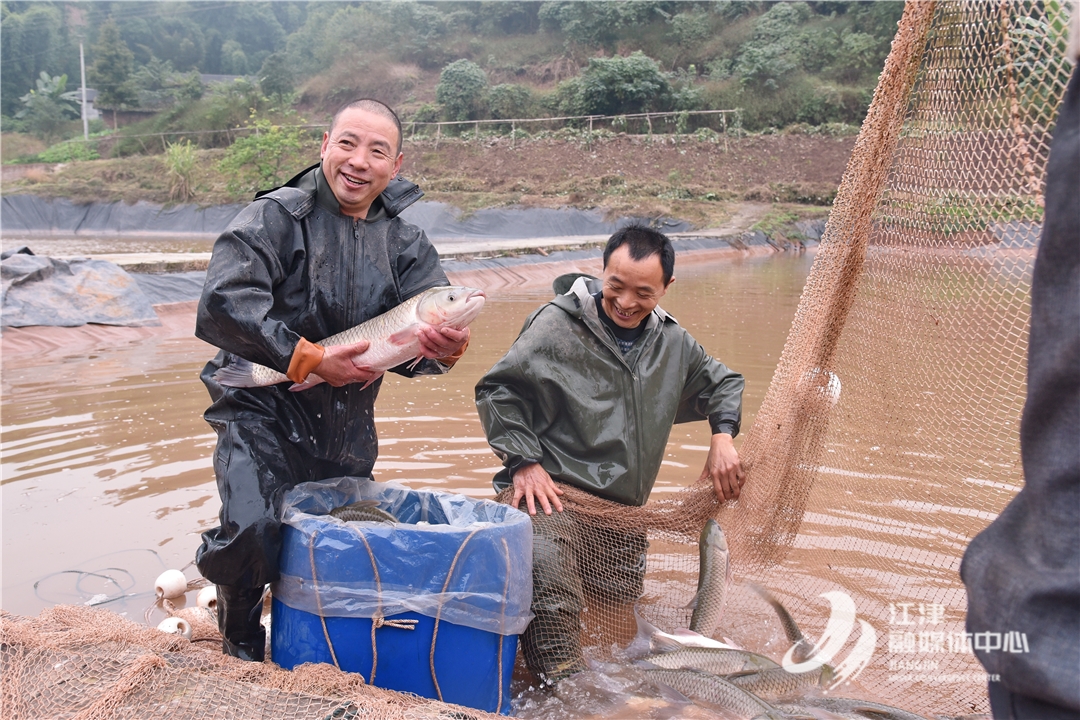 致富经鱼_致富鱼卢鱼_致富鱼游出产业振兴路