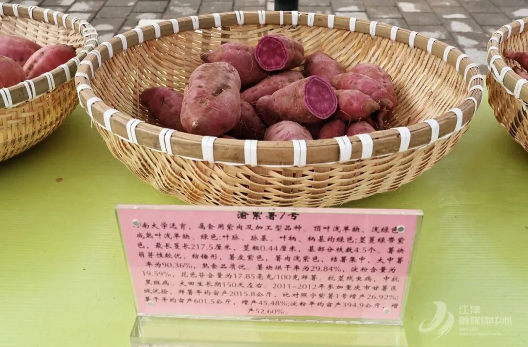 重庆江津：红薯入渝第一站 乡村振兴添“薯”光